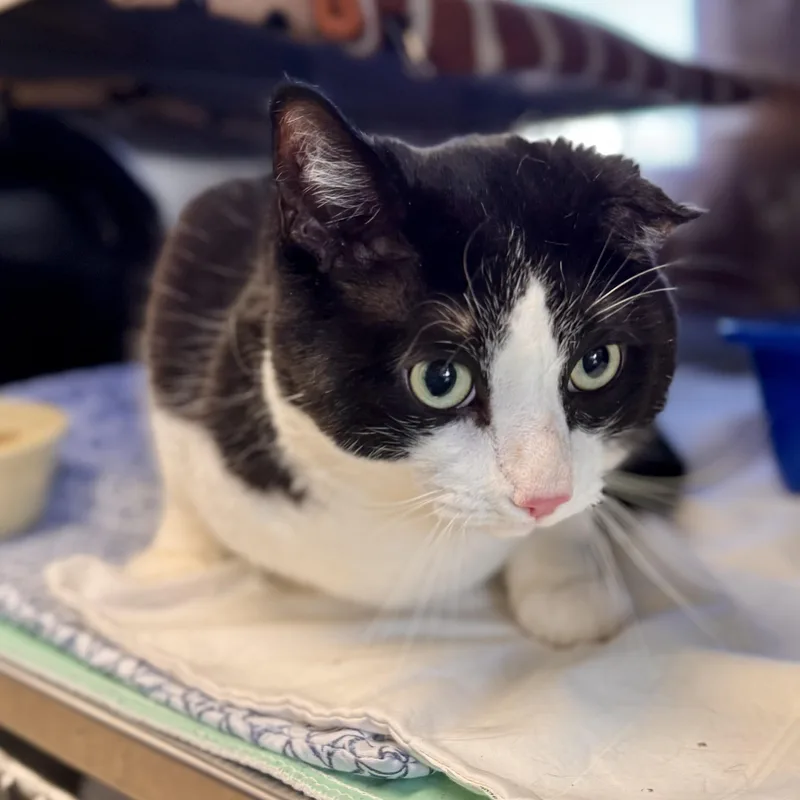 An adult extra large-sized male Black & White / Tuxedo Domestic Short Hair cat named Forrest Gump for adoption in Midland, MI