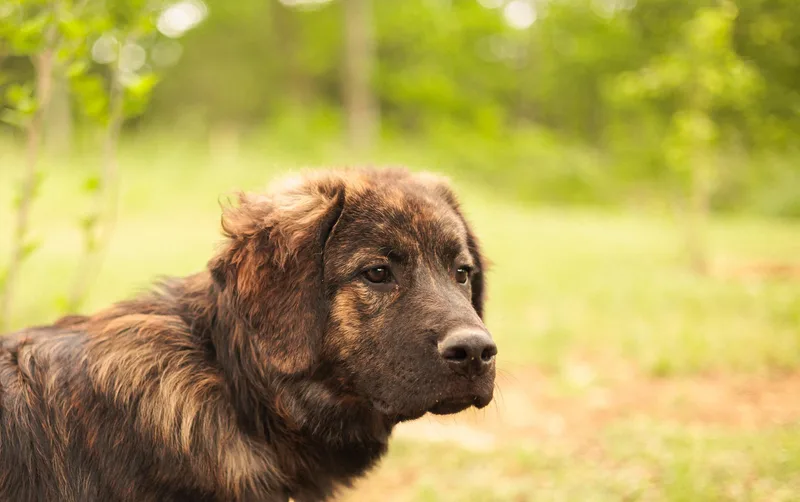 A baby large-sized male Great Pyrenees dog named Baxter Transport for adoption in Gradyville, KY