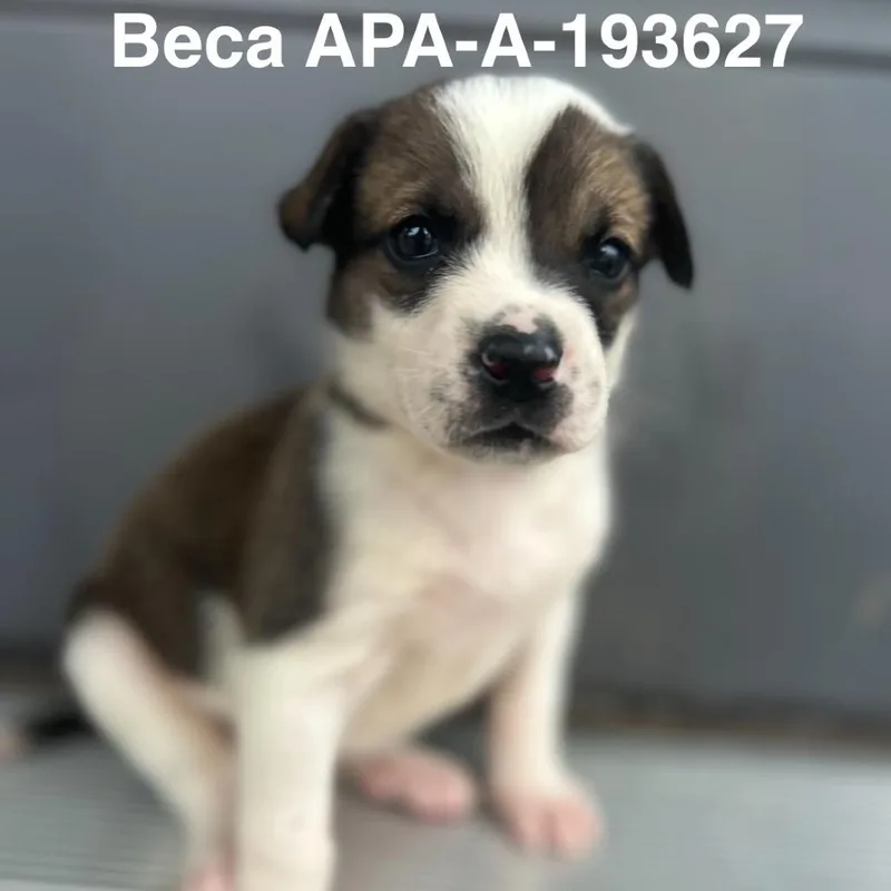 Beca thumbnail 2