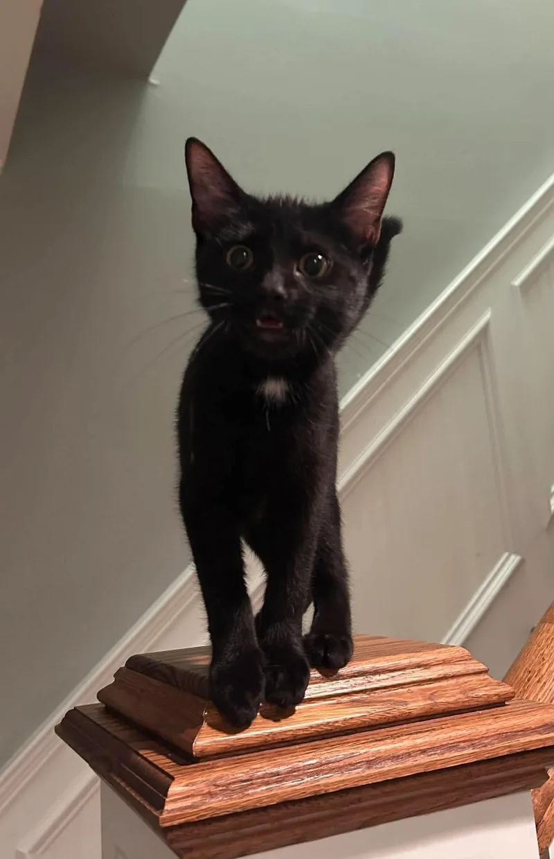 A baby small-sized female Black American Shorthair cat named Zelda for adoption in East Orange, NJ