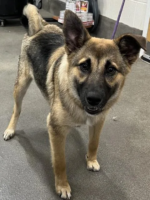 A young medium-sized male German Shepherd Dog dog named Quiche for adoption in Upper Marlboro, MD