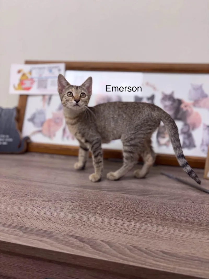 A young medium-sized female Tabby (Gray / Blue / Silver) Domestic Short Hair cat named Emerson for adoption in Port Lavaca, TX