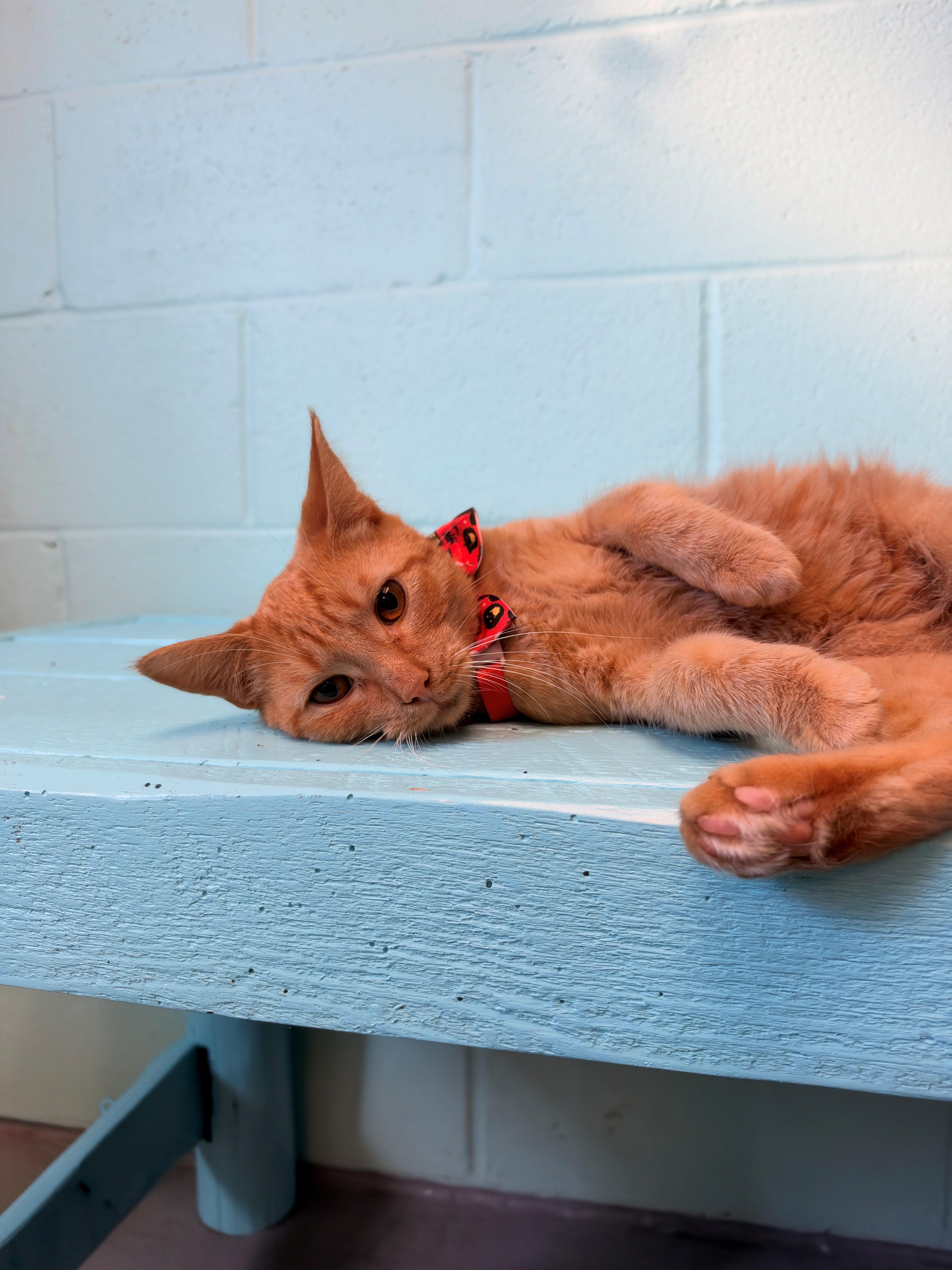 A baby medium-sized male Domestic Short Hair cat named Bulbasaur for adoption in Havelock, NC