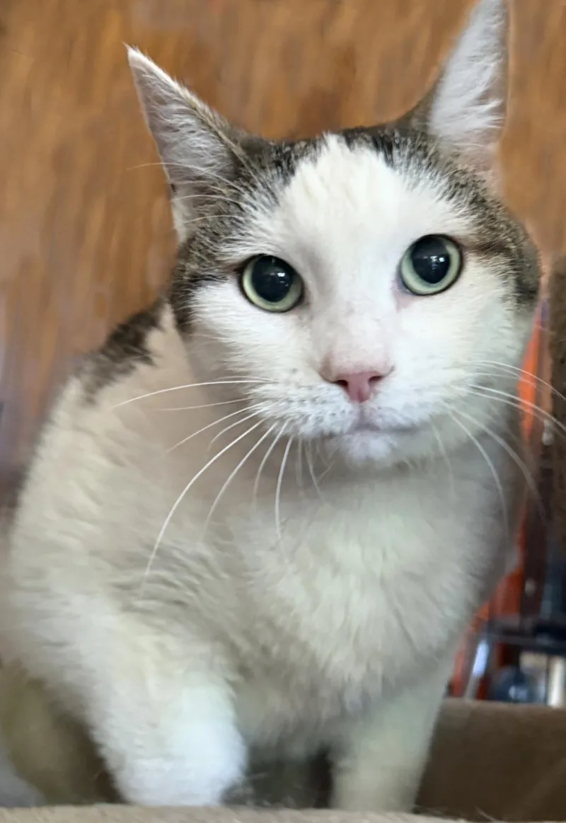 An adult large-sized female White Domestic Short Hair cat named Kitkat Kincaid for adoption in Chandler, AZ