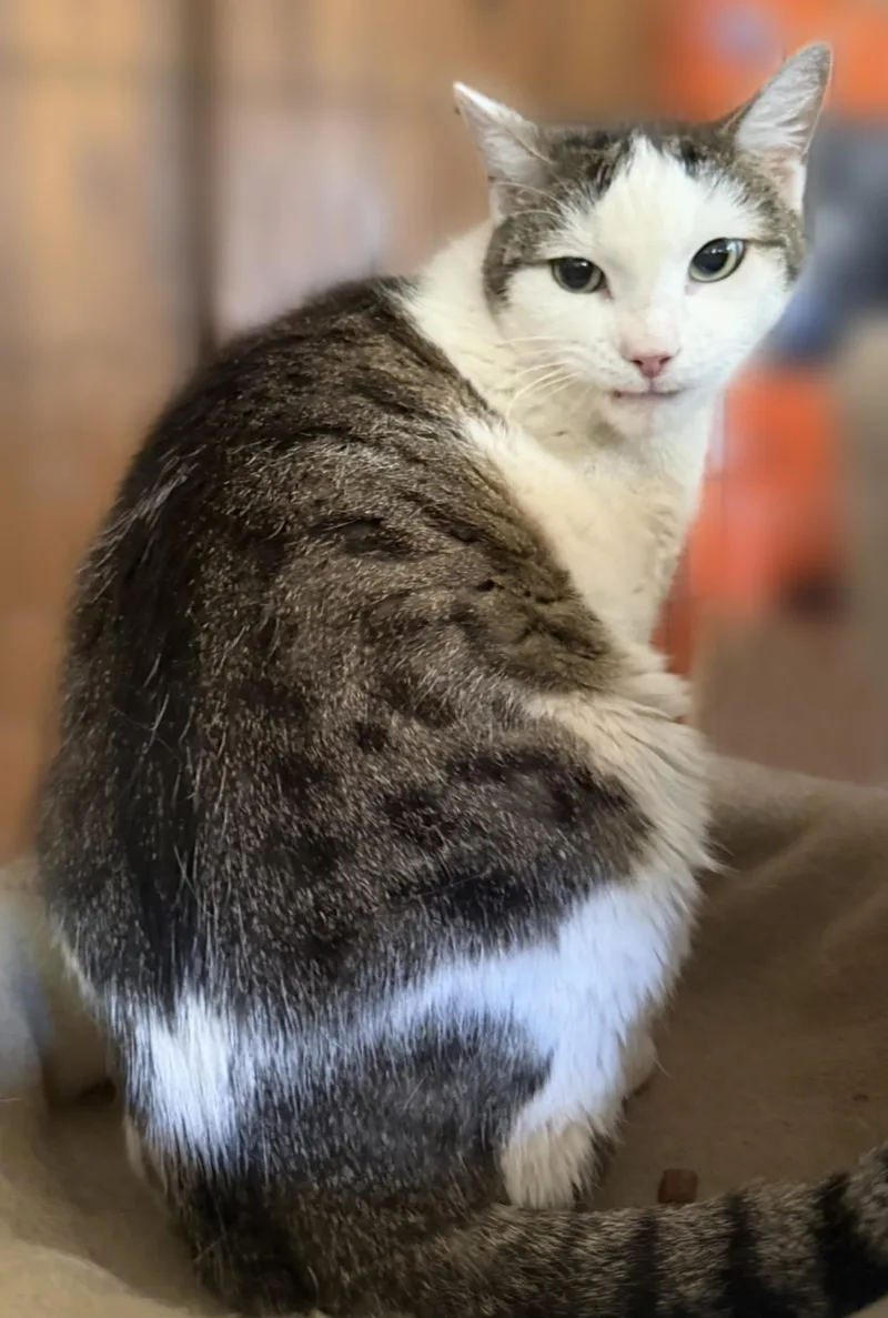 Kitkat Kincaid thumbnail 2