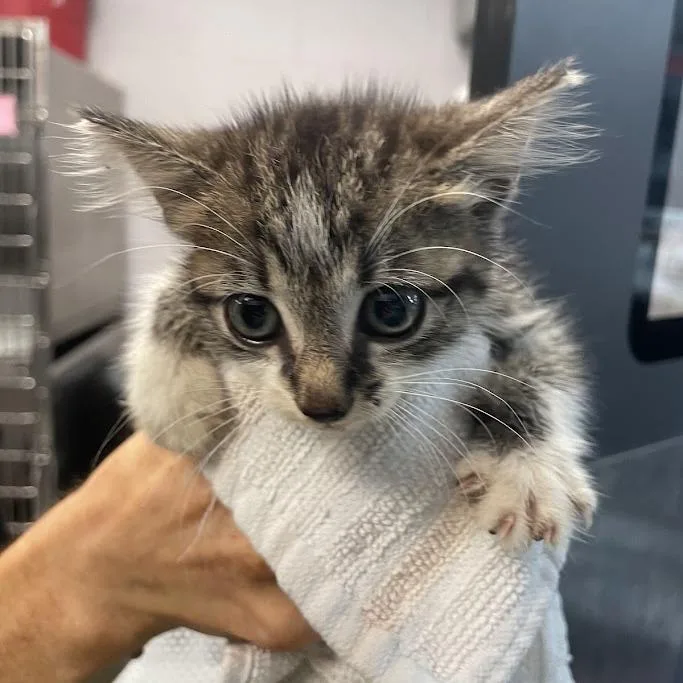 A baby small-sized male Brown / Chocolate Domestic Medium Hair cat named Bobby for adoption in Port Charlotte, FL