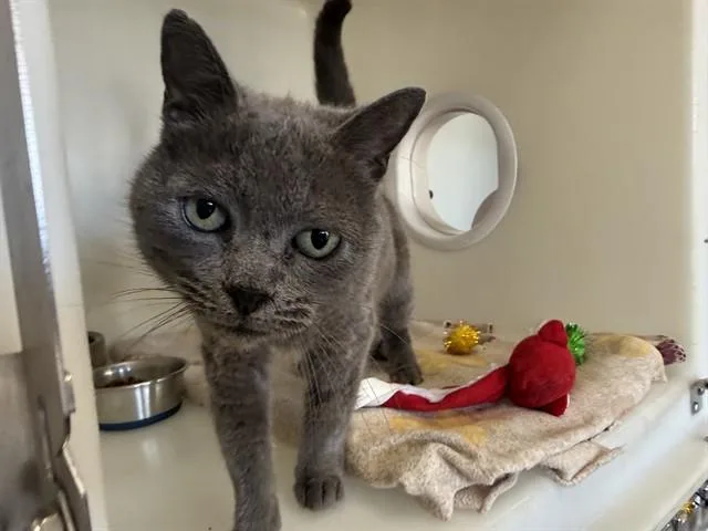 An adult small-sized female Domestic Short Hair cat named Muffin for adoption in McKinleyville, CA