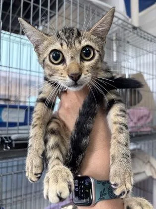 A young medium-sized female Tabby (Buff / Tan / Fawn) Domestic Short Hair cat named Tiki for adoption in Key West, FL
