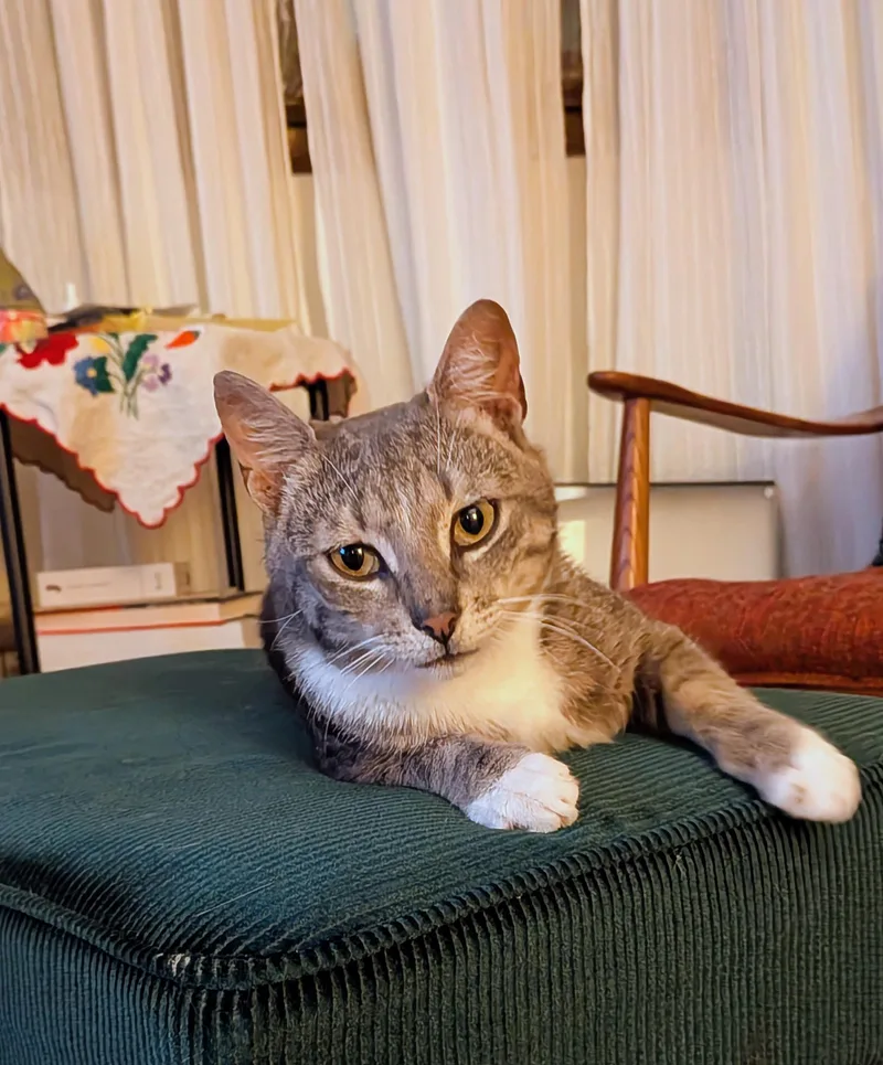 A young medium-sized male Domestic Short Hair cat named Cyrus for adoption in Newark, NJ