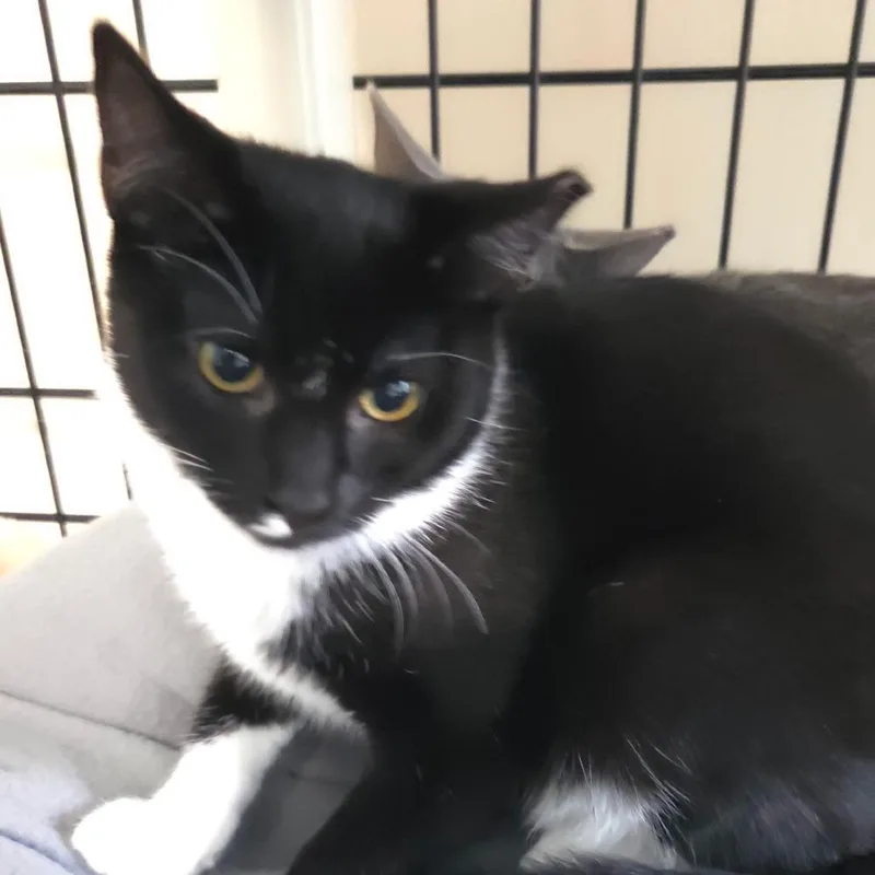 A baby small-sized female Black Domestic Short Hair cat named Sitara for adoption in Jessup, MD