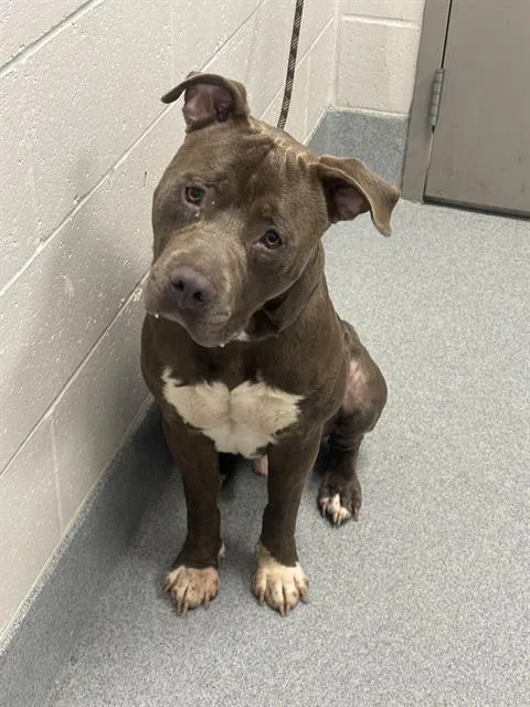 A young large-sized male Pit Bull Terrier dog named Sheldon for adoption in Indianapolis, IN