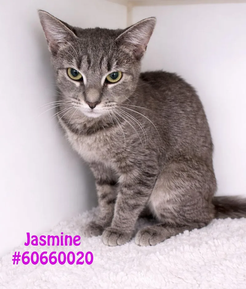 An adult medium-sized female American Bobtail cat named Jasmine for adoption in Wilkes Barre, PA
