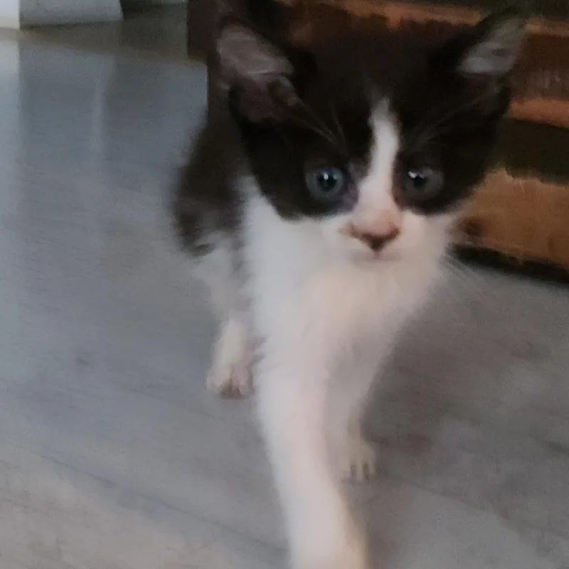 A baby small-sized male Black Domestic Short Hair cat named Nod for adoption in Muncie, IN