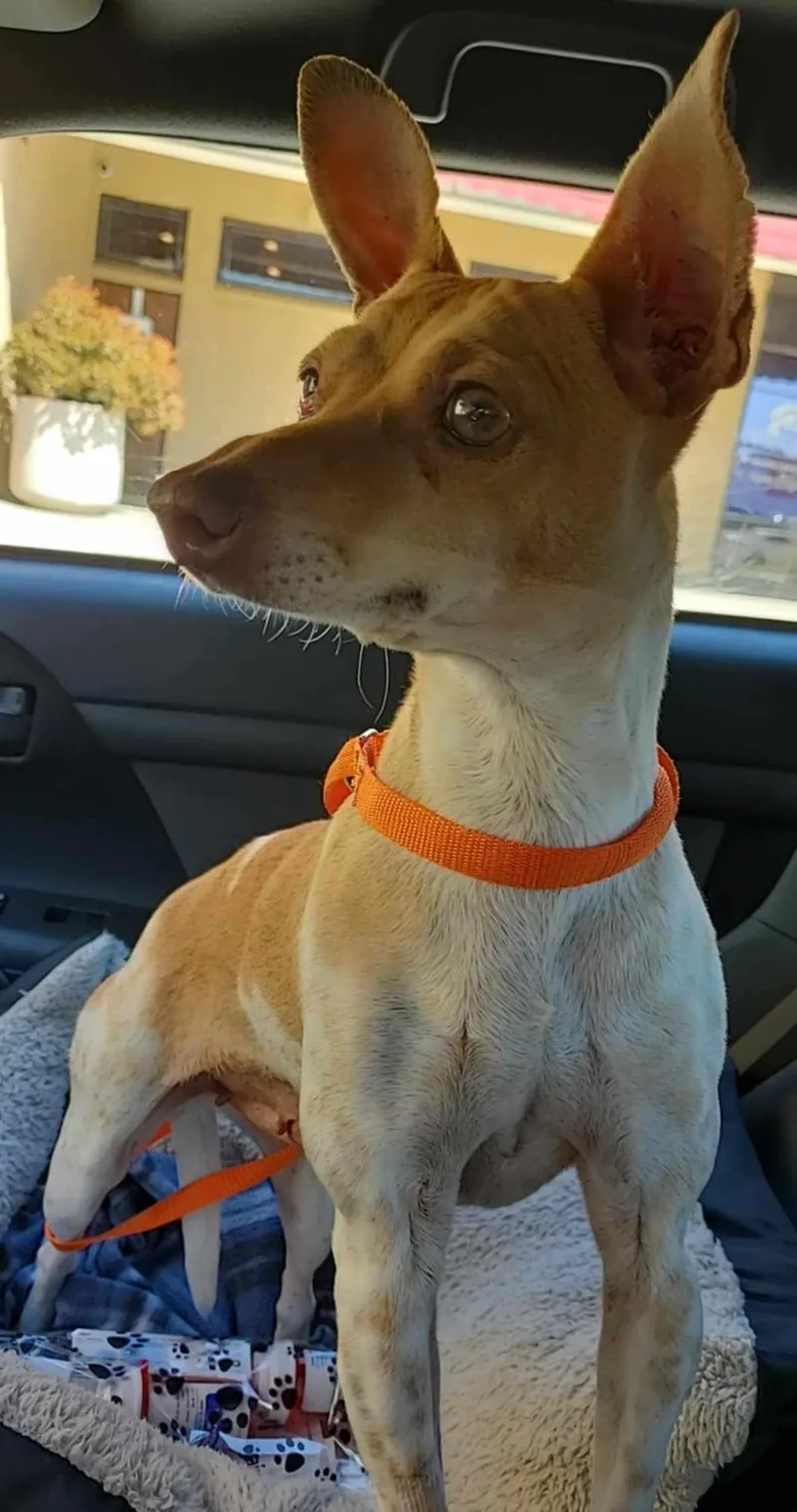 Coralline thumbnail 2