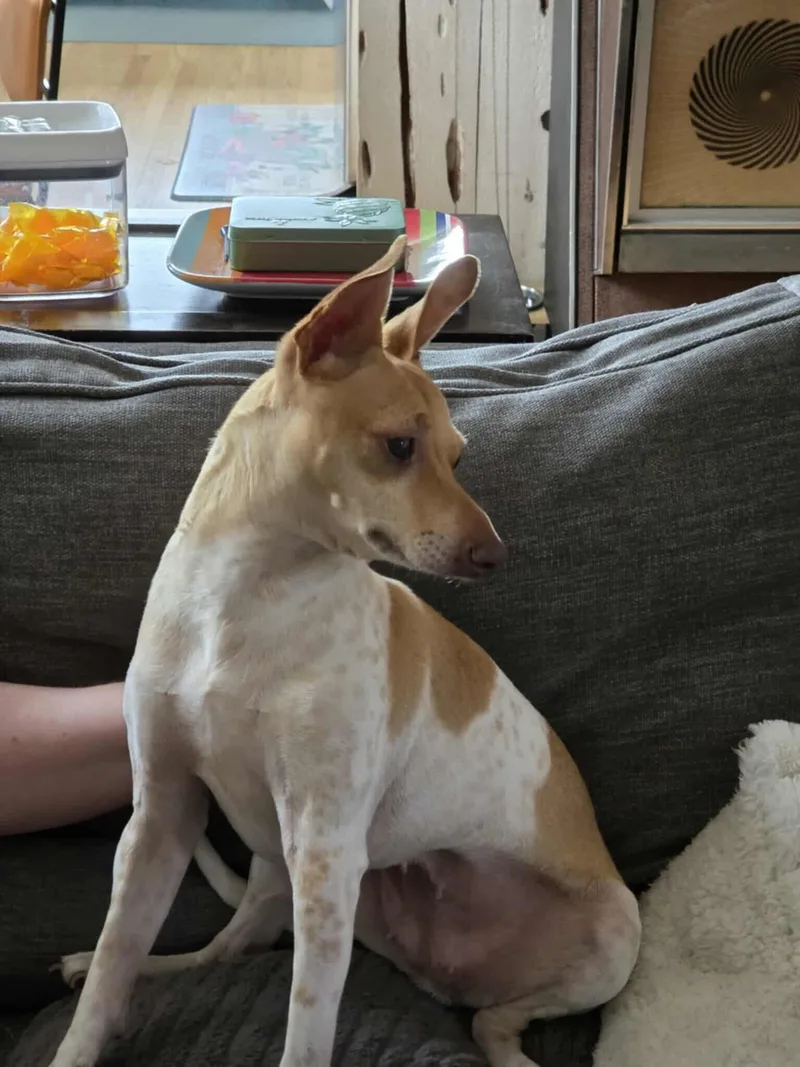 Coralline thumbnail 3