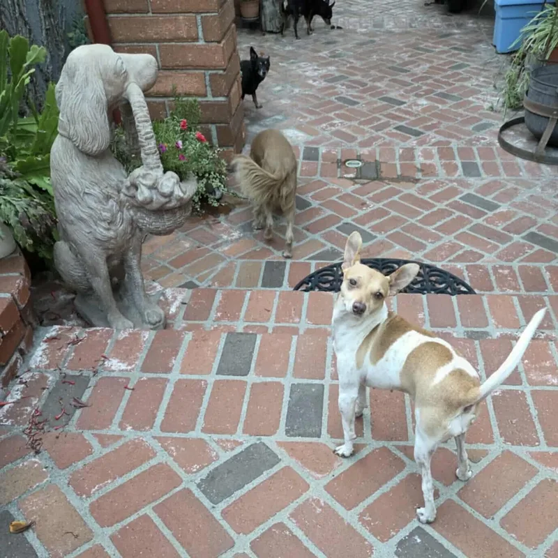 Coralline thumbnail 4