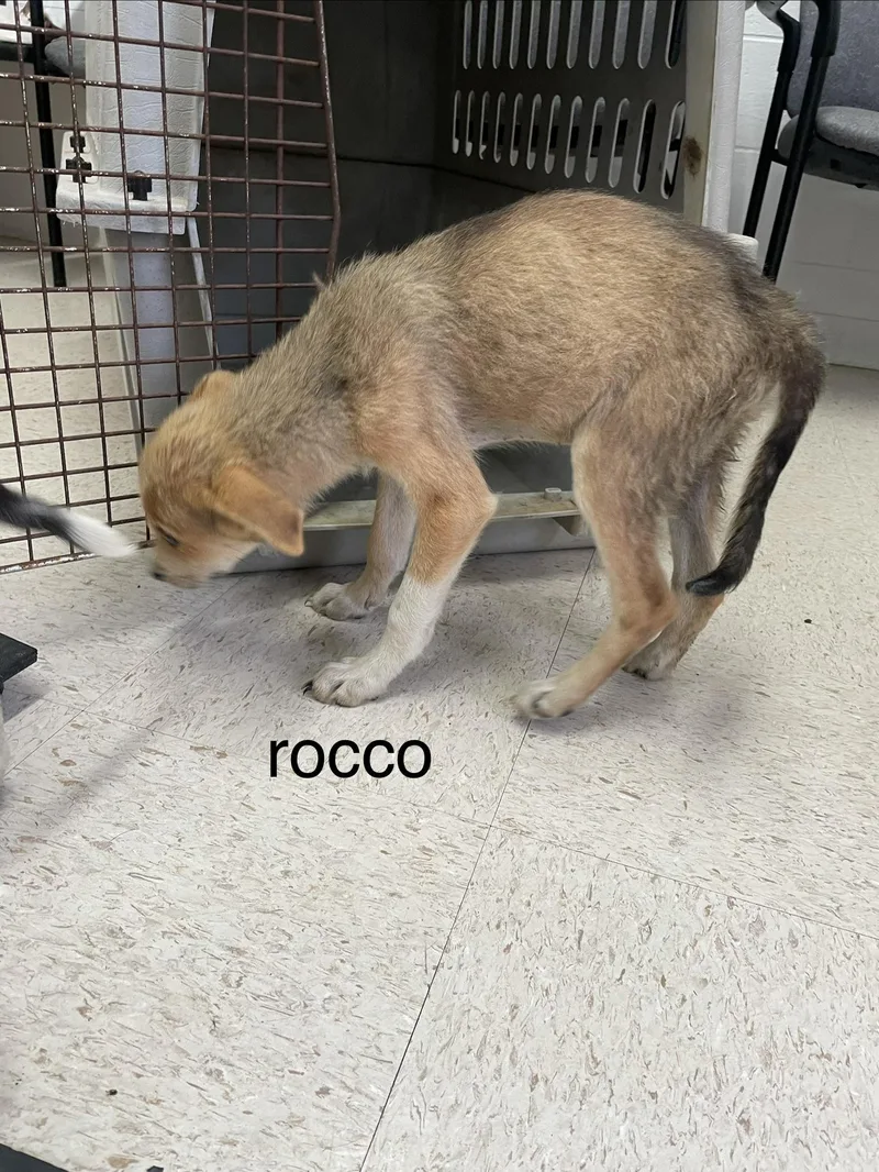 Rocco