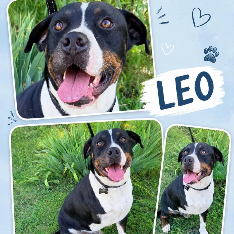 Leo thumbnail 2