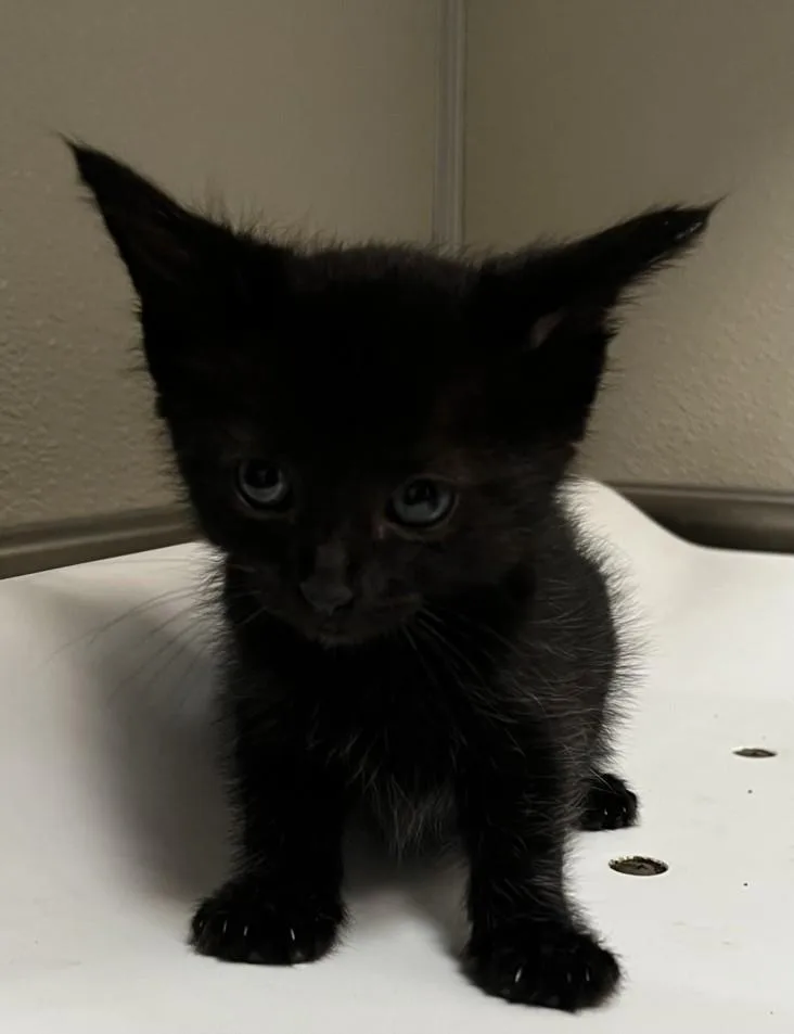 A baby small-sized male Domestic Short Hair cat named Nelson for adoption in Tracy, CA