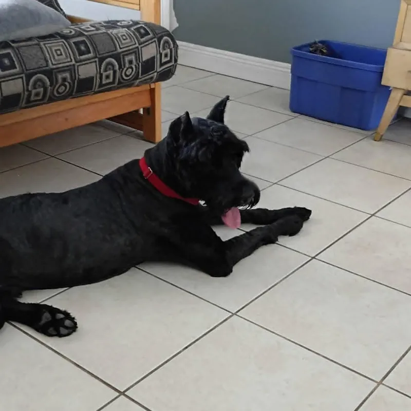 An adult large-sized male Black Giant Schnauzer dog named Latto for adoption in Alachua, GA