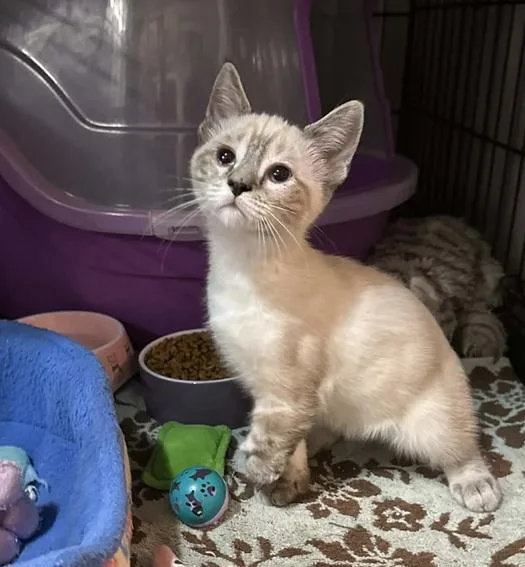 A baby medium-sized male Buff / Tan / Fawn Siamese cat named Larry for adoption in Waxahachie, TX