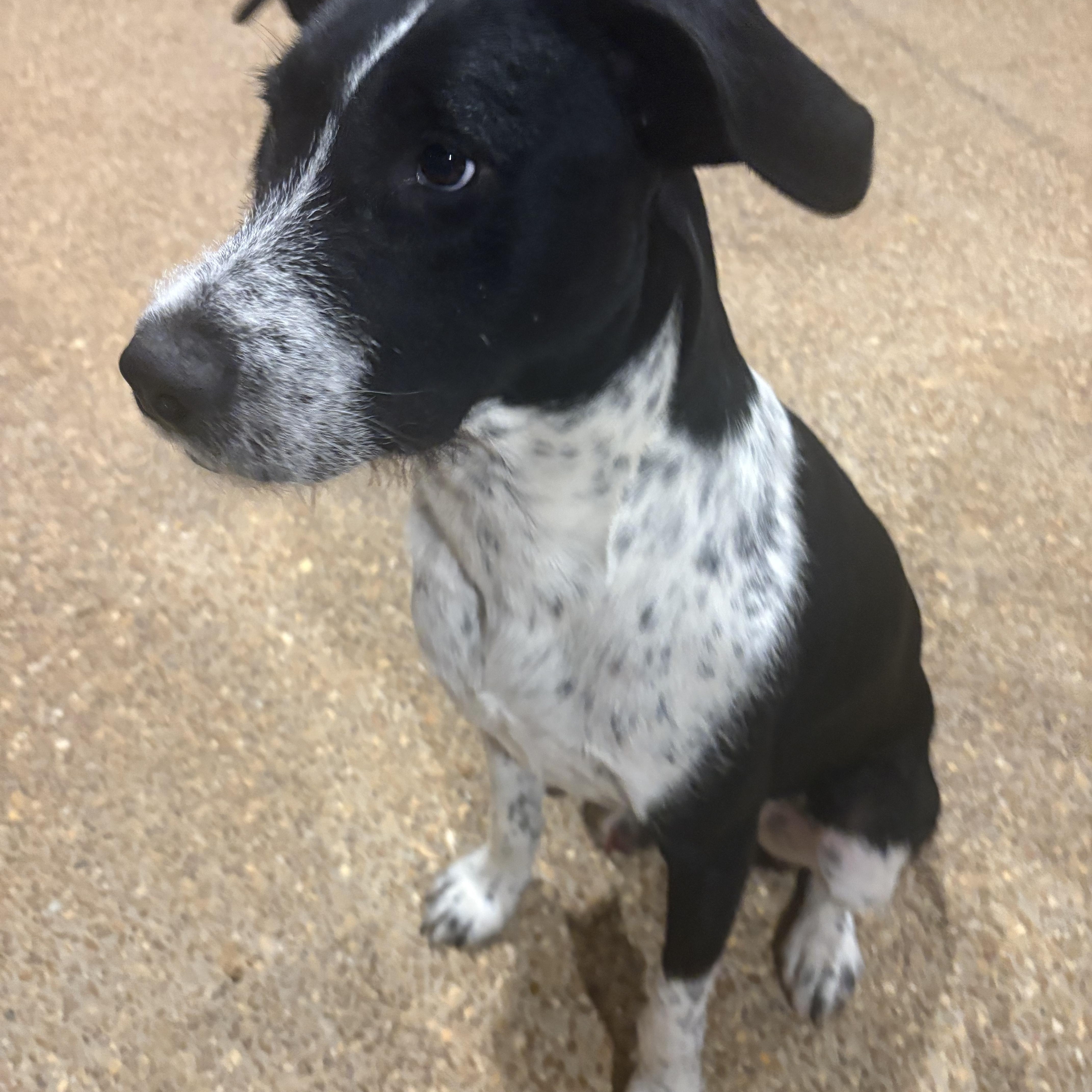 A young medium-sized male White / Cream Mixed Breed dog named Scout for adoption in Tunica, MS