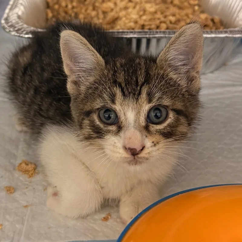 A baby small-sized male Brown / Chocolate Domestic Short Hair cat named Bruce for adoption in West Palm Beach, FL
