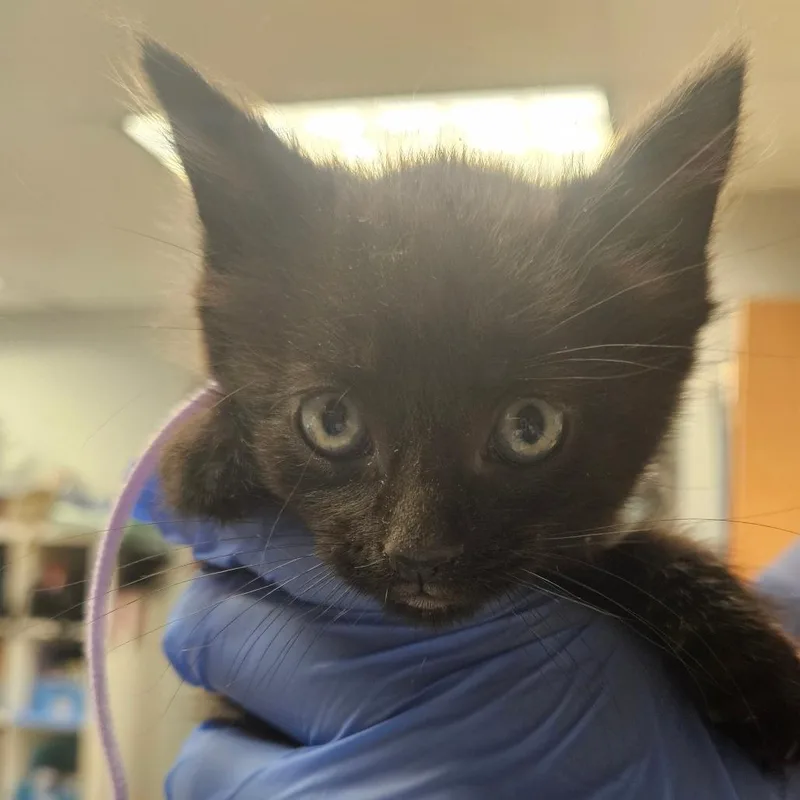 A baby small-sized female Black Domestic Short Hair cat named New Balance for adoption in Birdsboro, PA