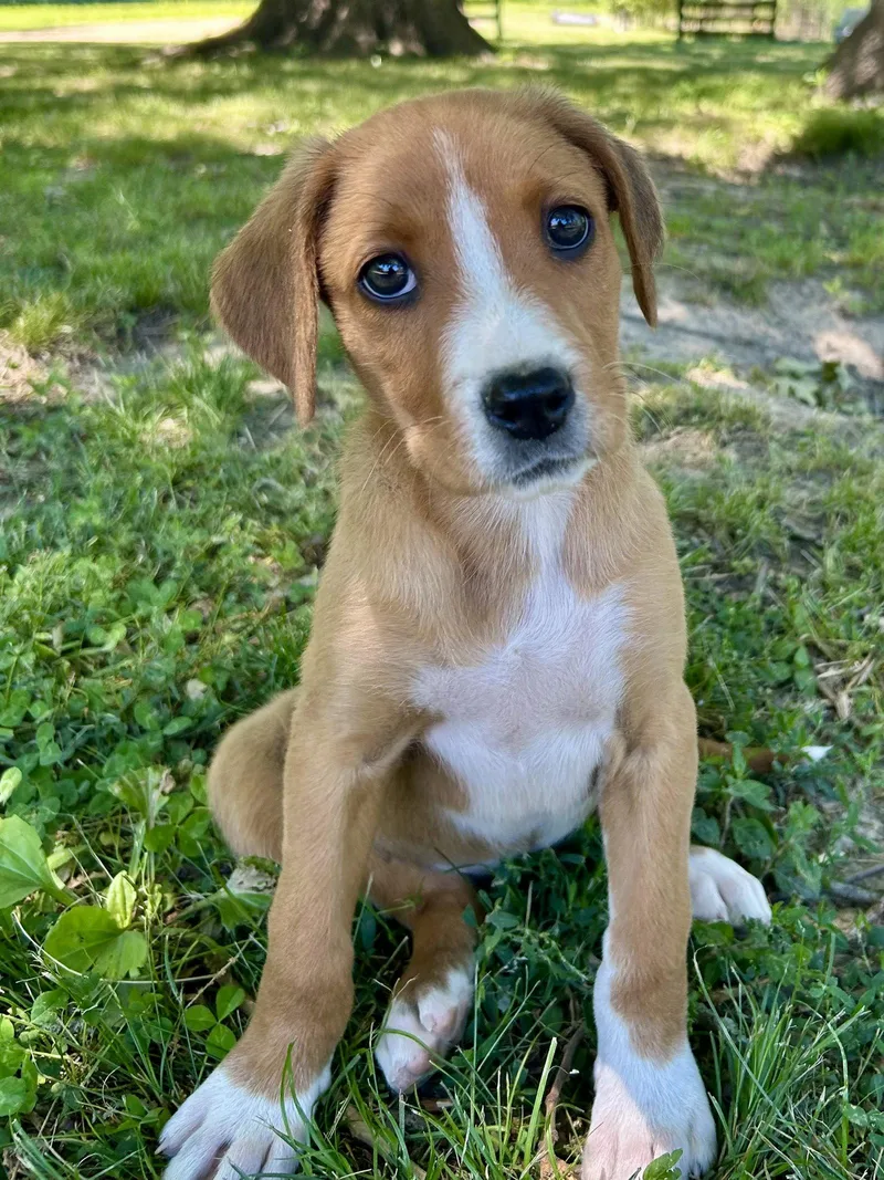 A baby large-sized female Hound dog named Hershey for adoption in Nashville, TN