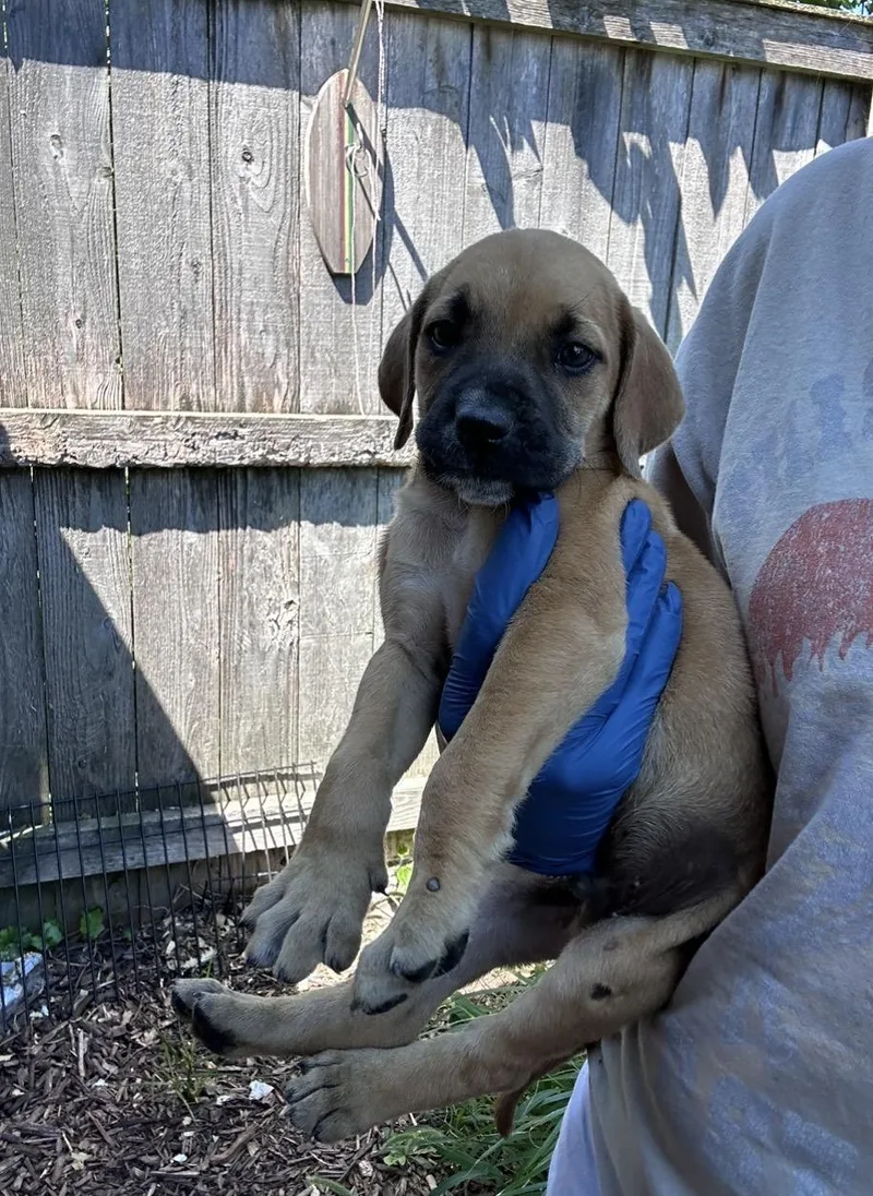 A baby medium-sized male Black Golden Retriever dog named Earl Grey for adoption in Wonder Lake, IL