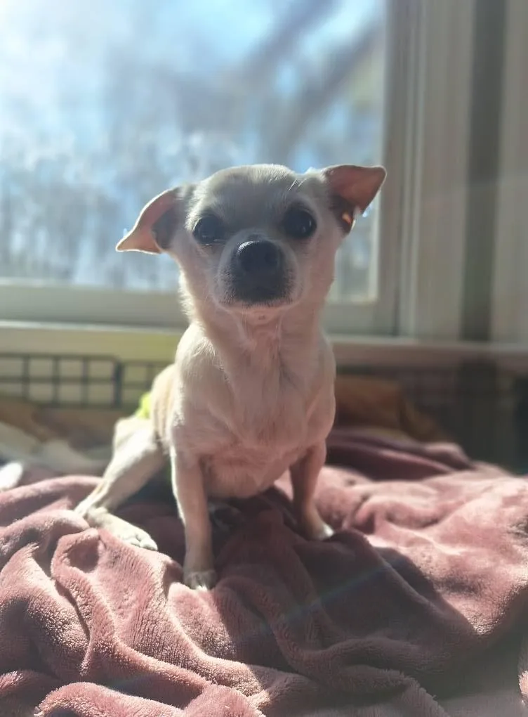 Jumbo Bonded Pair W thumbnail 2