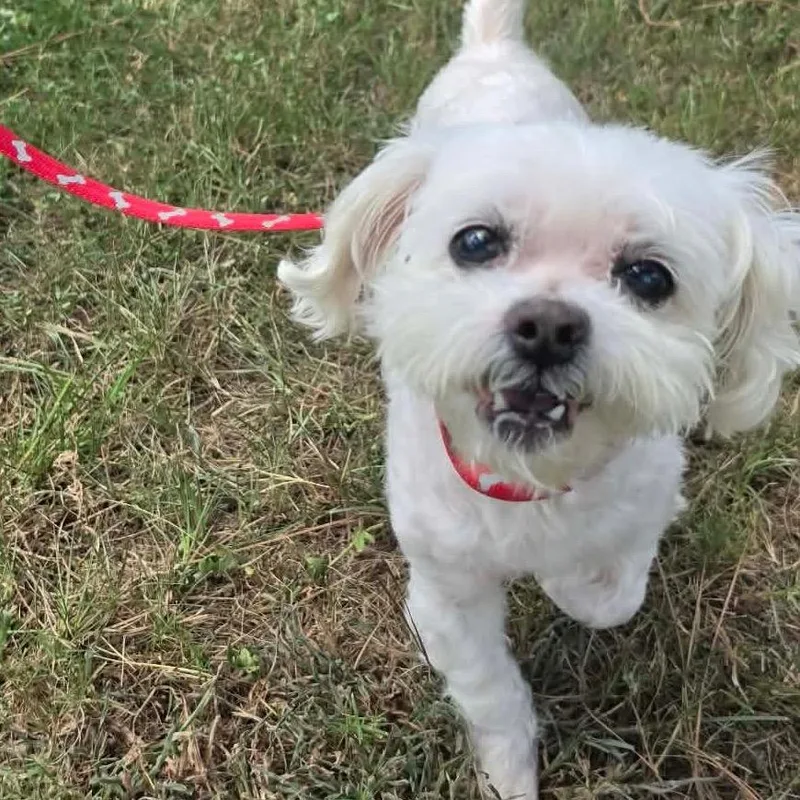 A senior small-sized male White / Cream Maltese dog named Tiny Tim for adoption in Houston, TX