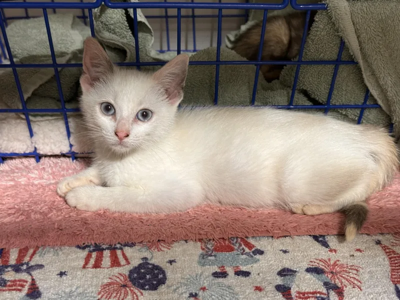 A young medium-sized female White Domestic Short Hair cat named Bit for adoption in Clarksville, VA