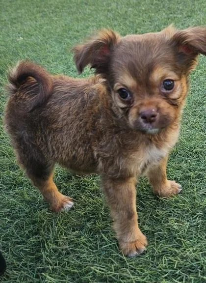A baby small-sized female Chihuahua dog named Gouda for adoption in Phoenix, AZ