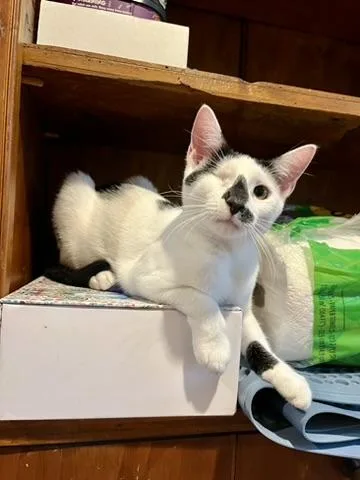 A baby medium-sized female Gray & White Domestic Short Hair cat named Sparkle Unicorn  One for adoption in New York, NY