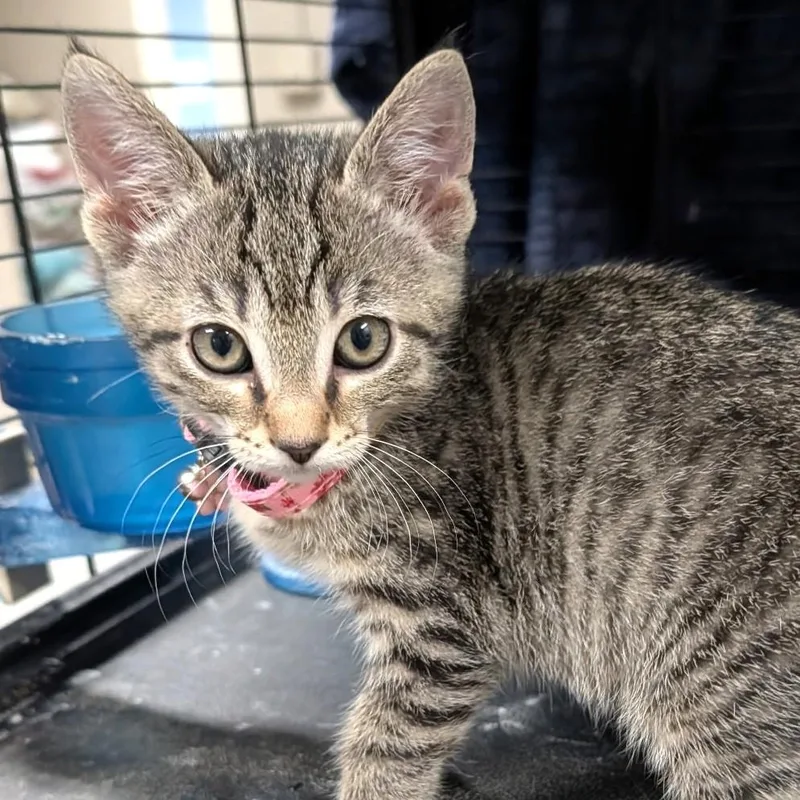 A baby small-sized female Tabby cat named Tasha for adoption in Wilmington, OH