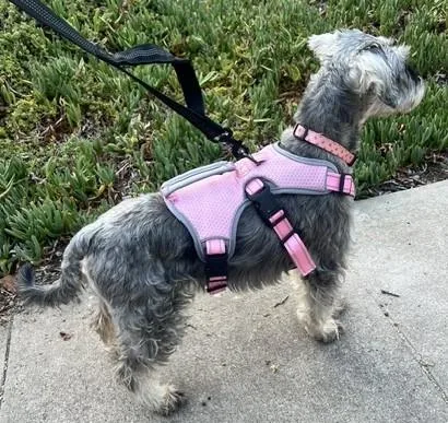 A young small-sized female Gray / Blue / Silver Miniature Schnauzer dog named Adela for adoption in Bell Gardens, CA