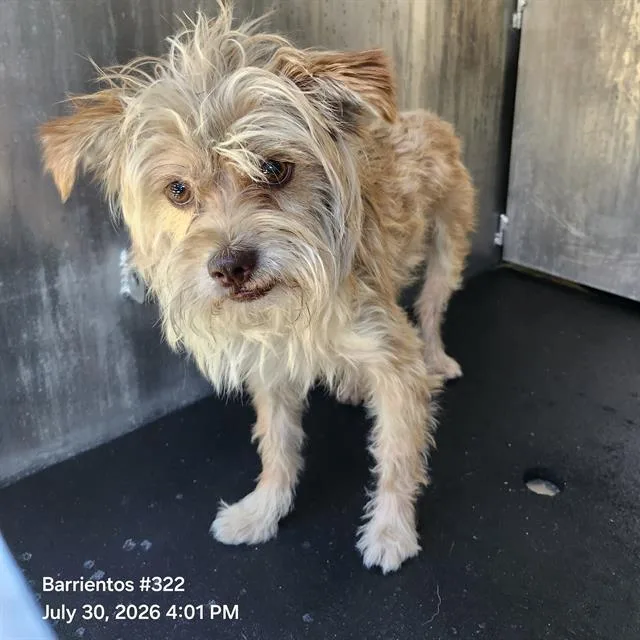 An adult small-sized male Terrier dog named Briscoe for adoption in San Antonio, TX