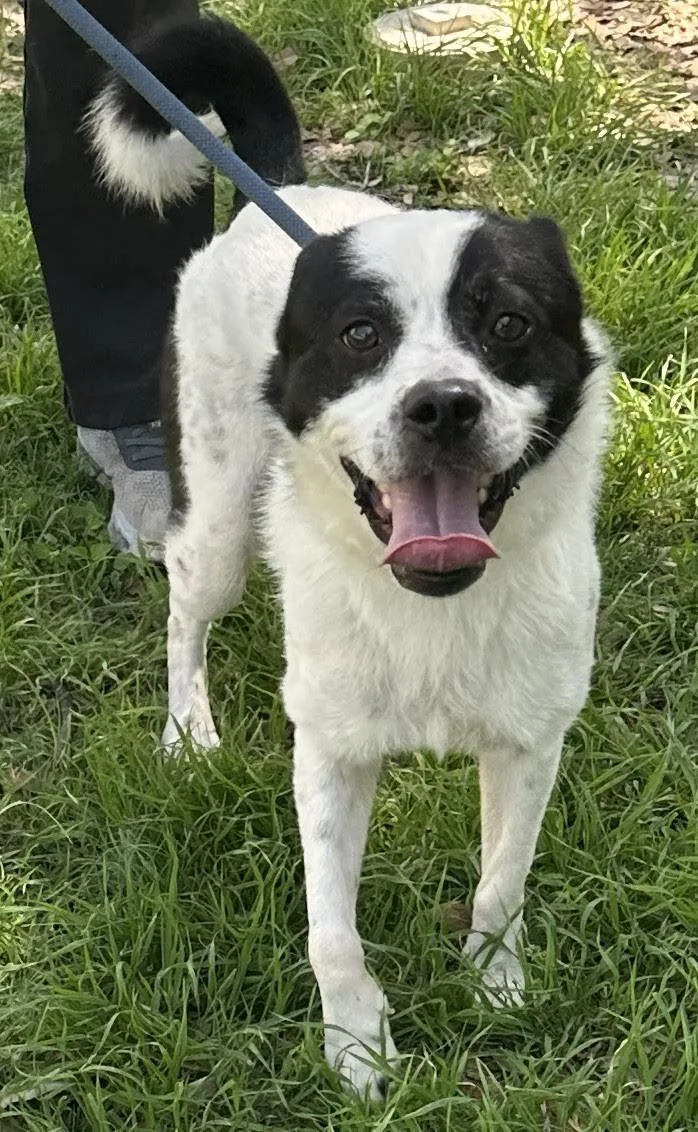 An adult medium-sized male White / Cream Mixed Breed dog named Bongo for adoption in Georgetown, TX