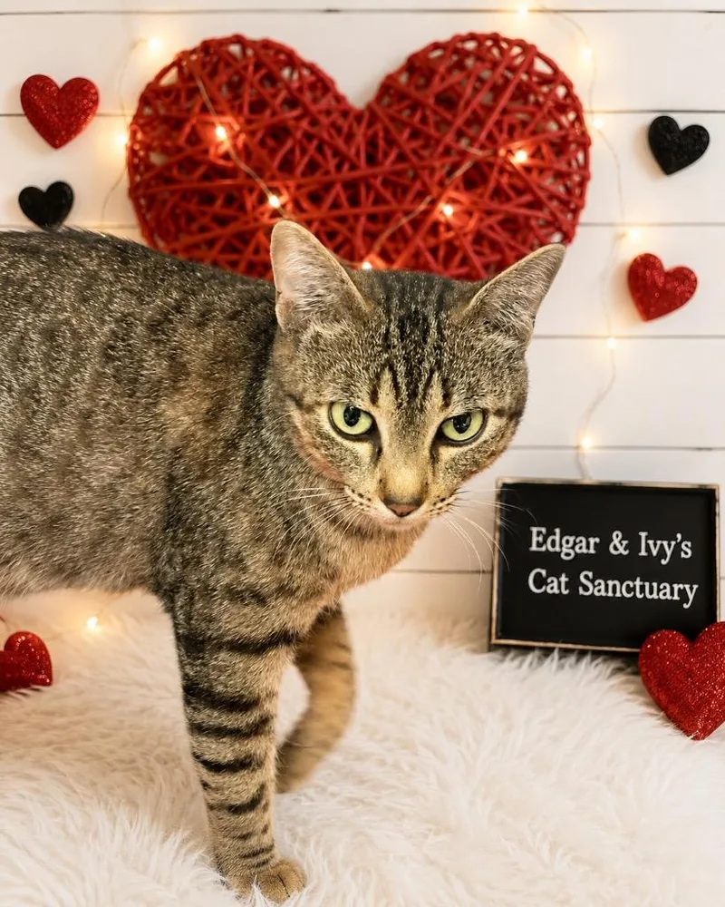 A young small-sized female Domestic Short Hair cat named Daylight for adoption in Corpus Christi, TX