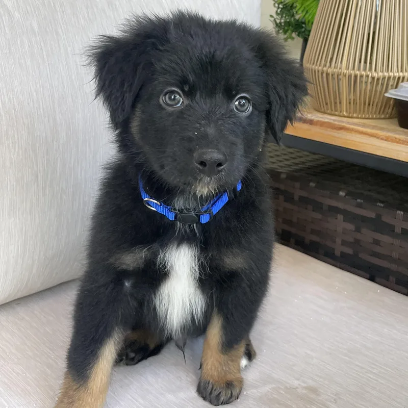 A baby medium-sized male Tricolor (Brown, Black, & White) Australian Shepherd dog named Astro for adoption in Fort Collins, CO