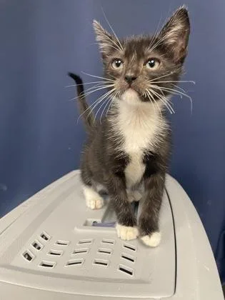 A baby small-sized male Domestic Short Hair cat named Nerf for adoption in Houston, TX