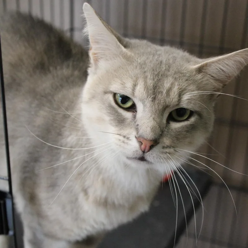 An adult large-sized male Cream / Ivory Domestic Short Hair cat named Phish for adoption in Cleveland, MS