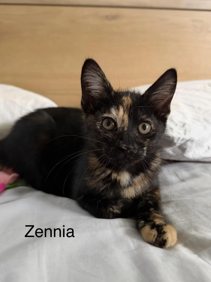 A baby medium-sized female Tortoiseshell Tortoiseshell cat named Zennia for adoption in Oakley, CA
