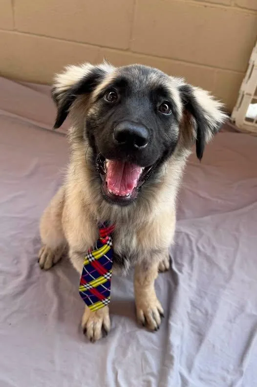 A baby large-sized male Anatolian Shepherd dog named Rolo for adoption in McKinney, TX