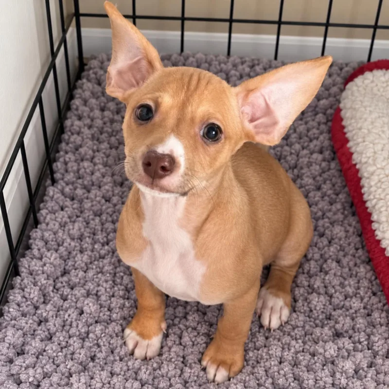 A baby small-sized female Chihuahua dog named Daphne for adoption in Ferndale, MI