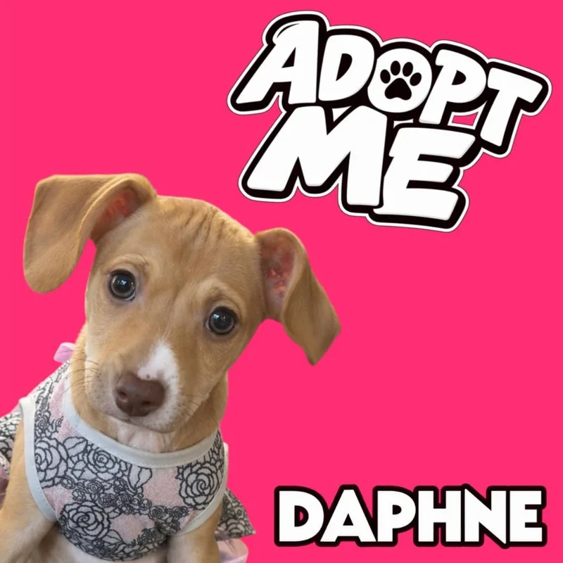 Daphne thumbnail 4