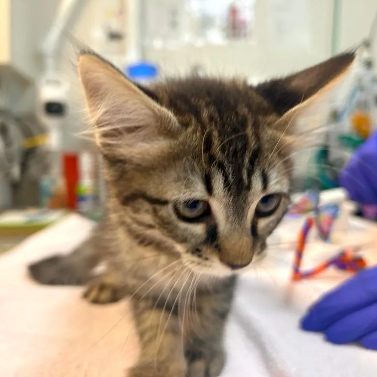 A baby small-sized female Domestic Medium Hair cat named Prickly Pear for adoption in Woodinville, WA