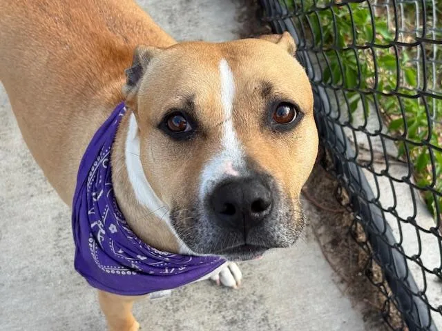 An adult large-sized male Pit Bull Terrier dog named Trouble for adoption in Tulsa, OK