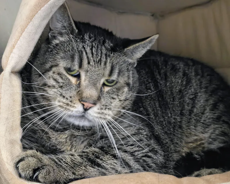 An adult large-sized male Tabby (Brown / Chocolate) Domestic Short Hair cat named Cubby for adoption in Amityville, NY